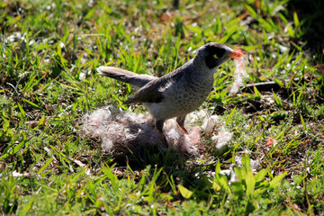 Australian Noisy Miner (Manorina melanocephala) gathering nesting material
