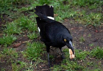 Australian Pied Currawong (Strepera graculina) holding a piece of food
