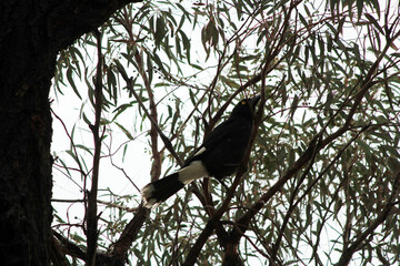 Australian Pied Currawong (Strepera graculina) perched on a tree branch