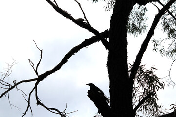 Australian Pied Currawong (Strepera graculina) perched on a tree trunk