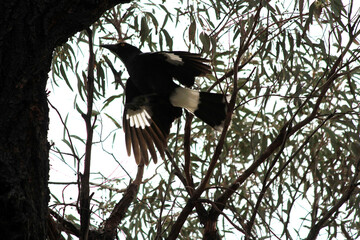 Australian Pied Currawong (Strepera graculina) taking off