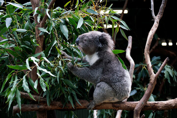 koala (Phascolarctos cinereus)