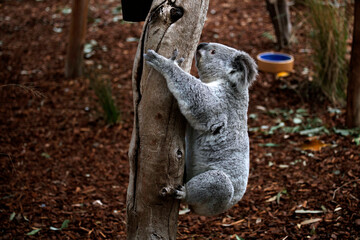 koala (Phascolarctos cinereus)