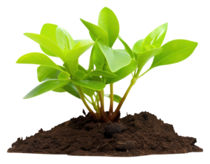PNG Green prince plant nature leaf soil.