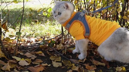 Adorable cat in yellow sweater exploring autumn garden - Powered by Adobe