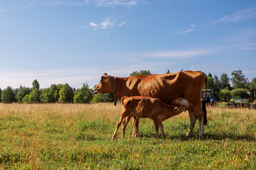 Brown calf drinks milk from mother cow on pasture on green meadow on summer day, close-up.