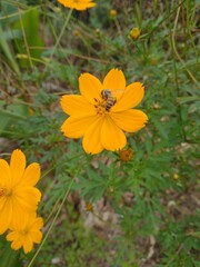 A bee collects nectar from a vibrant yellow flower, highlighting the importance of pollination for environmental balance and biodiversity.