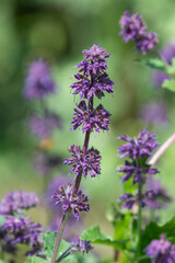 Lilac sage (salvia verticillata) in bloom