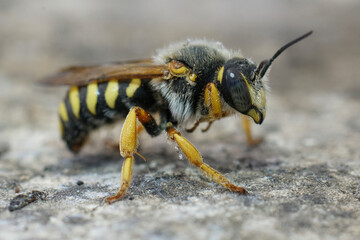 Closeup on a colorful Red-Resin Bee , Rhodanthidium septemdentatum in Southern France