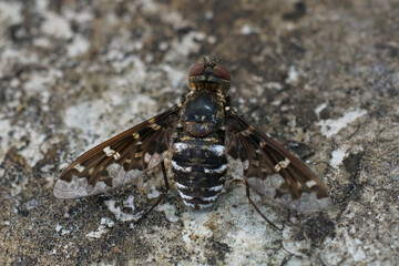 Closeup on a colorful Mediterranean bee-fly , Exoprosopa species , with spread wings