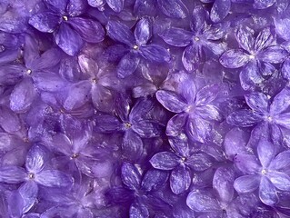Vibrant Purple Flower Petals Background Texture