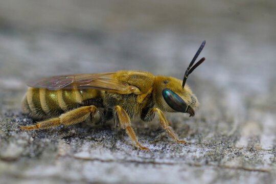 Closeup on a cute fluffy female Golden furro bee, Halictus subauratus