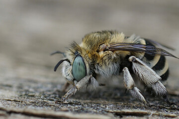 Closeup on a fluffy , hairy Mediterranean white-cheeked blue banded bee , Amegilla albigena