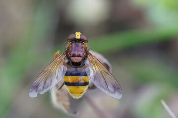 Dorsal closeup on a large hornet mimic hoverfly Volucella zonaria