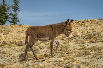 Young donkey foal walking on rocky dry terrain under clear blue sky in rural Morocco countryside