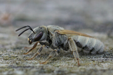 Closeup on a female Mediterranean Mealy metallic furrow bee, Vestitohalictus pollinosus on wood