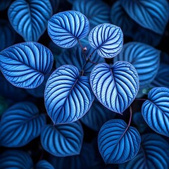 Vibrant Blue Leaves Closeup Botanical Photography