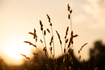 silhouette of spikelets on a sunset background