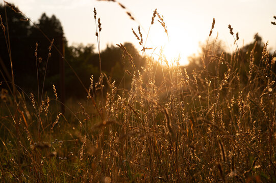 beautiful summer sunset in the meadow