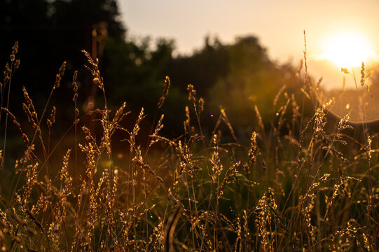 golden wheat field in the summer sun