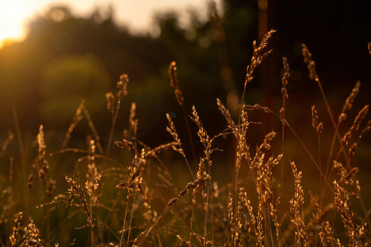 beautiful autumn landscape with a field of grass and a sunset
