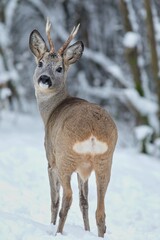Winter roe buck (Capreolus capreolus) standing in the middle of a snowy forest 