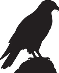 Fototapeta premium Black silhouette of a hawk perched on a rock falcon bird of prey