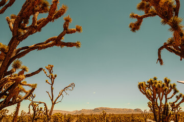 Joshua tree forest