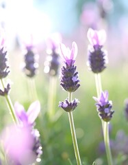 Fototapeta premium Delicate lavender blossoms stand tall in soft sunlight, showcasing a gentle pastel palette.