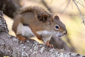 American Red Squirrel (Tamiasciurus hudsonicus) in Algonquin Provincial Park, Ontario, Canada, wildlife photography
