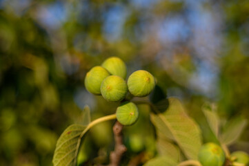 Ripening Fig on Tree Branch Cyprus