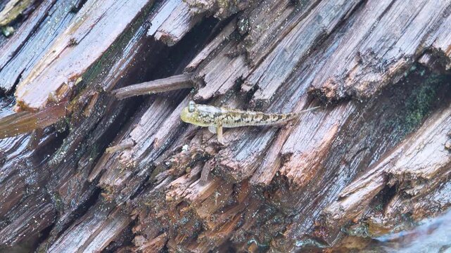Fish, walking goby, mudskippers on a rocky shore. They jump perfectly, hide in crevices and are not washed away by a surf wave. Adapting marine fish to life in the supralittoral. Bunaken national park