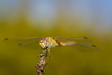 Dragonfly Perched with Dreamy Blurred Leaves