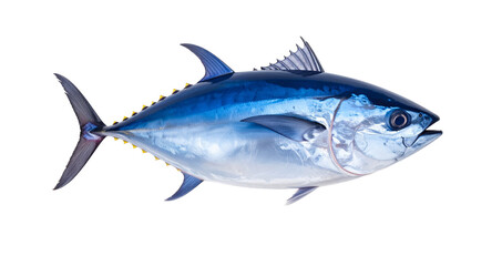 Bluefin tuna swimming in the ocean with transparent background