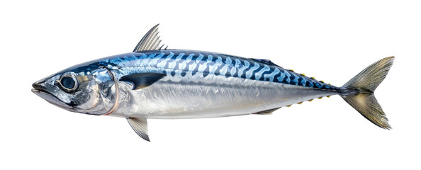 Fresh mackerel fish isolated on transparent background