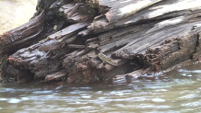 Fish, walking goby, mudskippers on a rocky shore. They jump perfectly, hide in crevices and are not washed away by a surf wave. Adapting marine fish to life in the supralittoral. Bunaken national park