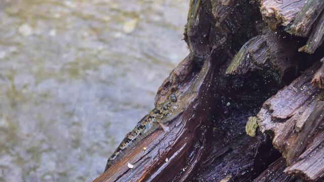 Fish, walking goby, mudskippers on a rocky shore. They jump perfectly, hide in crevices and are not washed away by a surf wave. Adapting marine fish to life in the supralittoral. Bunaken national park