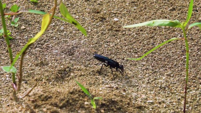 A black burrowing wasp, sand wasps (Sphecidae) in search of a place to burrow. Bunaken national park. Sulawesi