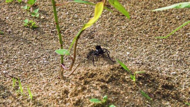 A black burrowing wasp, sand wasps (Sphecidae) in search of a place to burrow. Bunaken national park. Sulawesi