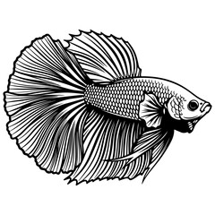 Fototapeta premium An Aquarium fish vector illustration, side view, isolated on a white background, simple black and white sketch, icon, minimalism, no people, close-up, concept, nature, art 