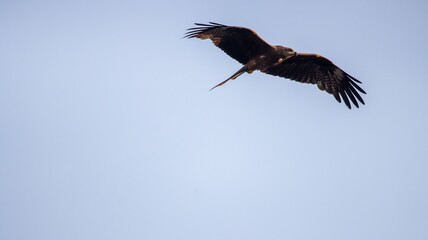 Milvus migrans soaring in clear sky