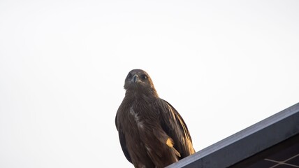 Milvus migrans on Rooftop