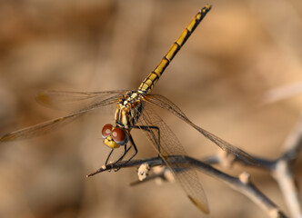 Dragonfly Resting on Branch in Cyprus Summer