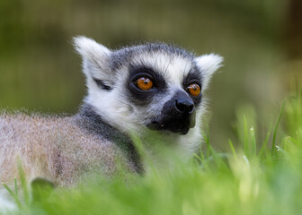 Close up of a ring tailed lemur resting in vibrant green grass, its orange eyes gazing into the distance