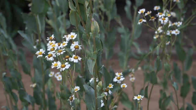 A close-up of a Costmary (Tanacetum balsamita) plant in its natural setting, showcasing clusters of small, white, daisy-like flowers with yellow centers against lush green foliage.