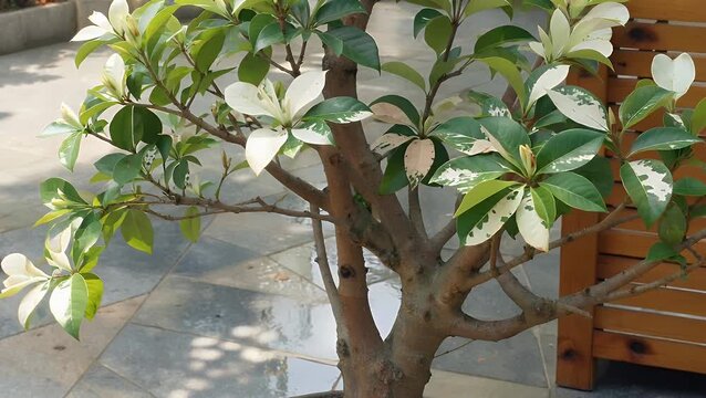cinematic 4k stock video of a vibrant variegated ficus plant displaying lush green creamy white patterned leaves offering elegance freshness a decorative touch lifestyle or indoor nature concepts