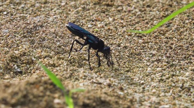 A black burrowing wasp, sand wasps (Sphecidae) in search of a place to burrow. Bunaken national park. Sulawesi