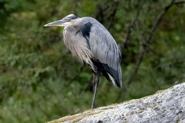 Great Blue Heron (Ardea herodias), Algonquin Provincial Park, Ontario, Canada, bird photography