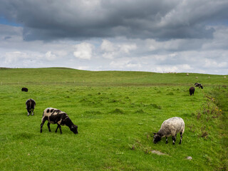 Obraz premium A herd of sheep are grazing in a lush green field. The sky is clear and blue, with a few clouds scattered throughout. The sheep are spread out across the field, with some closer to the foreground
