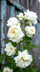 Lush cluster of pristine white roses climbs a weathered wooden fence.